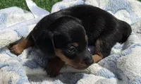 DAX, a male Miniature Dachshund for sale in Homestead, FL – 4 of 4