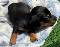 DAX, a male Miniature Dachshund for sale in Homestead, FL – 3 of 4