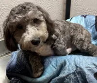 Axel, a male Poodle - Toy  for sale in Homestead, FL – 3 of 4