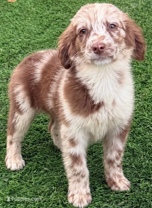 Lindy – Miniature Aussiedoodle puppy for sale in Homestead, FL