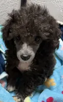 Axel, a male Poodle - Toy  for sale in Homestead, FL – 3 of 4