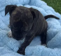 Toby, a male Chihuahua for sale in Homestead, FL – 2 of 4