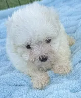 Georgie, a male Maltese for sale in Homestead, FL – 3 of 3