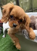 Lily, a female Cavalier King Charles Spaniel for sale in Homestead, FL – 3 of 5