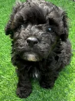 Parker, a male Maltipoo for sale in Homestead, FL – 2 of 4