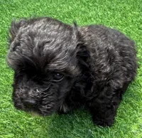 Parker, a male Maltipoo for sale in Homestead, FL – 4 of 4