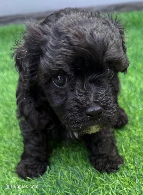 Parker – Maltipoo puppy for sale in Homestead, FL