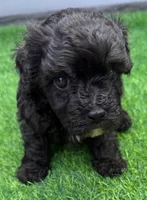 Parker, a male Maltipoo for sale in Homestead, FL – 1 of 4