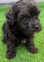 Parker, a male Maltipoo for sale in Homestead, FL – 3 of 4