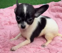 Daisy, a female Chihuahua for sale in Homestead, FL – 4 of 4