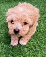 Penny, a male Maltipoo for sale in Homestead, FL – 2 of 3