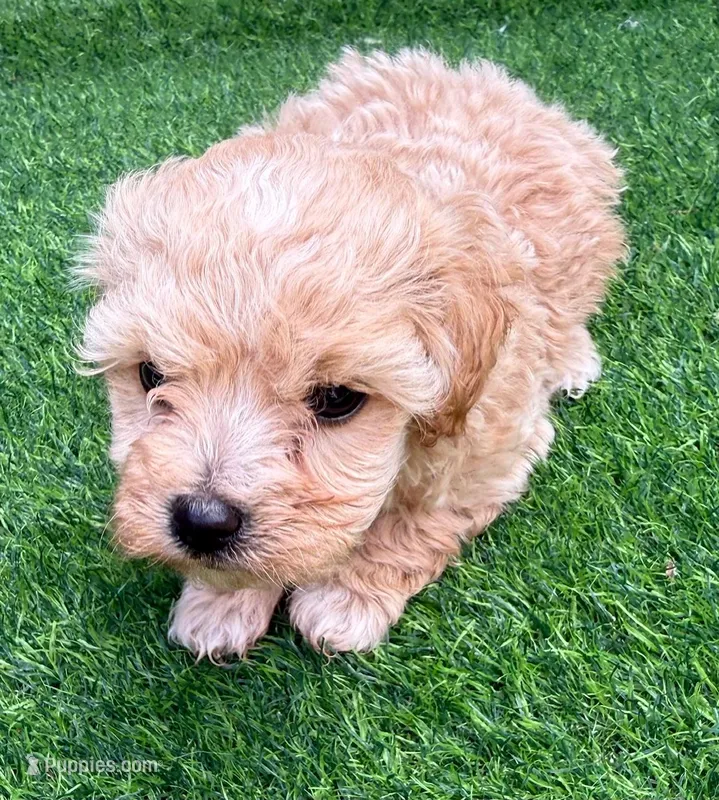 Penny – Maltipoo puppy for sale in Homestead, FL