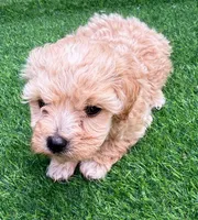 Penny, a male Maltipoo for sale in Homestead, FL – 1 of 3