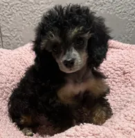 Teeny, a female Poodle - Toy  for sale in Homestead, FL – 2 of 4