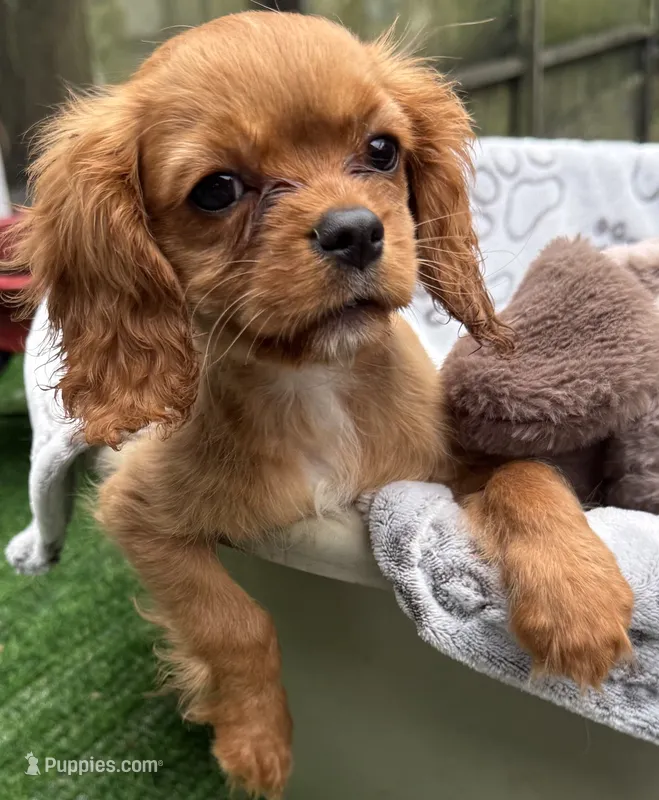 Lily – Cavalier King Charles Spaniel puppy for sale in Homestead, FL