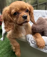 Lily, a female Cavalier King Charles Spaniel for sale in Homestead, FL – 1 of 5
