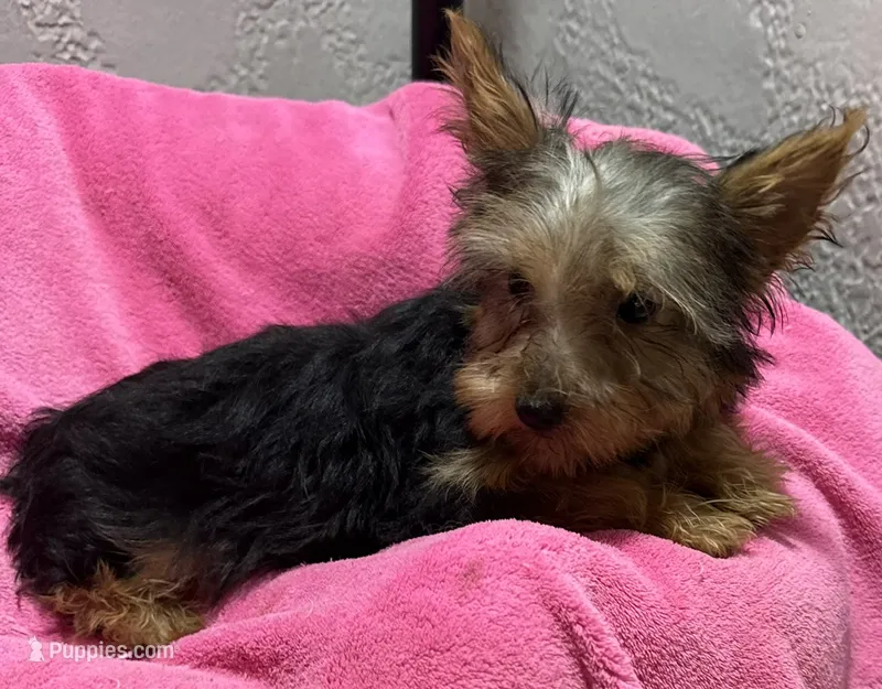 Lexie – Yorkshire Terrier puppy for sale in Homestead, FL