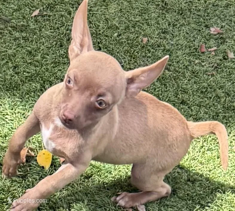 Saul – Chihuahua puppy for sale in Homestead, FL