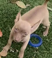 Saul, a  Chihuahua for sale in Homestead, FL – Photo 3 of 4