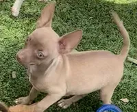 Saul, a  Chihuahua for sale in Homestead, FL – Photo 2 of 4