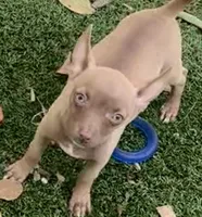 Saul, a  Chihuahua for sale in Homestead, FL – Photo 4 of 4