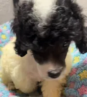 Aaron, a male Poodle - Toy  for sale in Homestead, FL – 3 of 4