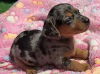 DIXIE, a female Miniature Dachshund for sale in Homestead, FL – 2 of 4