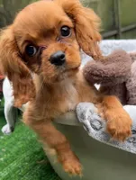 Lily, a female Cavalier King Charles Spaniel for sale in Homestead, FL – 2 of 5