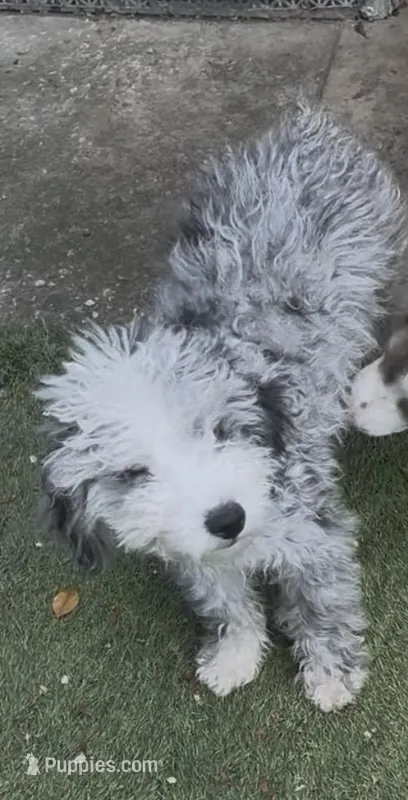 Lester – Miniature Aussiedoodle puppy for sale in Homestead, FL