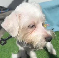 Noel, a male Maltese for sale in Homestead, FL – Photo 4 of 4