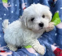 Noel, a male Maltese for sale in Homestead, FL – Photo 2 of 3