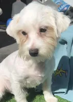 Noel, a male Maltese for sale in Homestead, FL – Photo 3 of 4