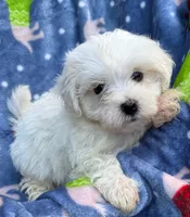 Noel, a male Maltese for sale in Homestead, FL – Photo 1 of 3