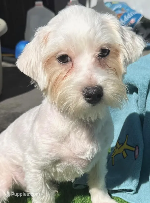 Noel – Maltese puppy for sale in Homestead, FL