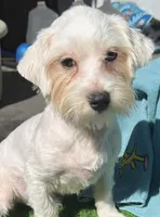 Noel, a male Maltese for sale in Homestead, FL – Photo 1 of 4