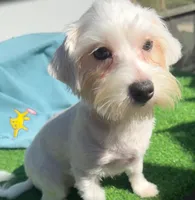 Noel, a male Maltese for sale in Homestead, FL – Photo 2 of 4