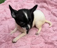 Daisy, a female Chihuahua for sale in Homestead, FL – 2 of 4
