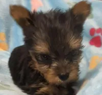 Henry, a male Yorkshire Terrier for sale in Homestead, FL – Photo 2 of 4