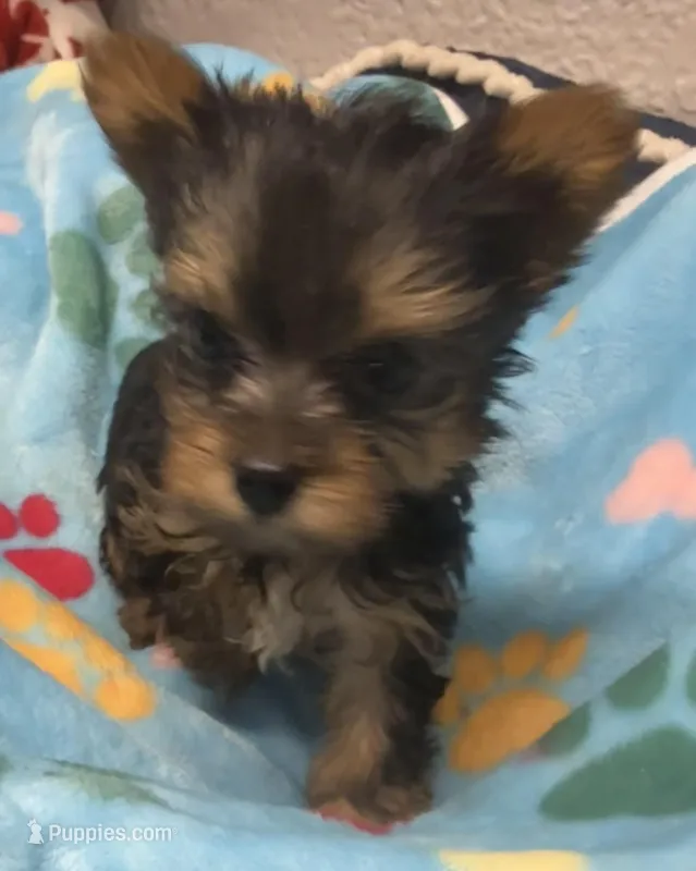 Henry – Yorkshire Terrier puppy for sale in Homestead, FL