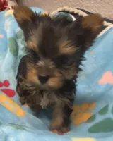 Henry, a male Yorkshire Terrier for sale in Homestead, FL – Photo 1 of 4