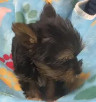 Henry, a male Yorkshire Terrier for sale in Homestead, FL – Photo 3 of 4