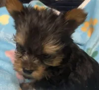 Henry, a male Yorkshire Terrier for sale in Homestead, FL – Photo 4 of 4