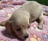 DELLA, a female Miniature Dachshund for sale in Homestead, FL – 3 of 4