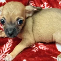Bonnie, a female Chihuahua for sale in Homestead, FL – Photo 2 of 3