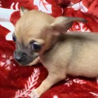 Bonnie, a female Chihuahua for sale in Homestead, FL – Photo 1 of 3