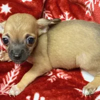 Bonnie, a female Chihuahua for sale in Homestead, FL – Photo 3 of 3