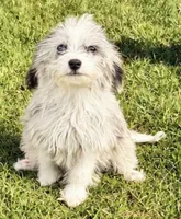 Lydia, a female Miniature Aussiedoodle for sale in Homestead, FL – 2 of 2