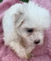 Lola, a female Maltese for sale in Homestead, FL – 3 of 3
