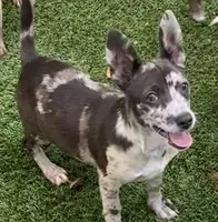 Patches, a  Chihuahua for sale in Homestead, FL – Photo 5 of 5