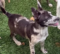 Patches, a  Chihuahua for sale in Homestead, FL – Photo 4 of 5